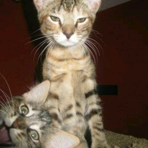 Meet your Posher, Karen - Picture 1 of 1